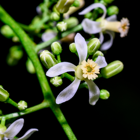 Neem Oil