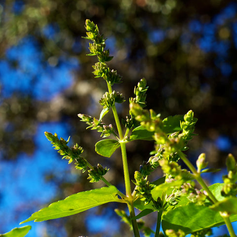 Patchouli Oil