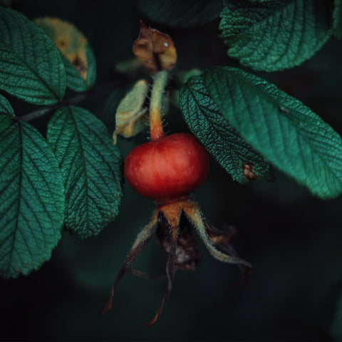 Rosehips