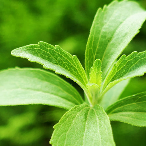 Stevia