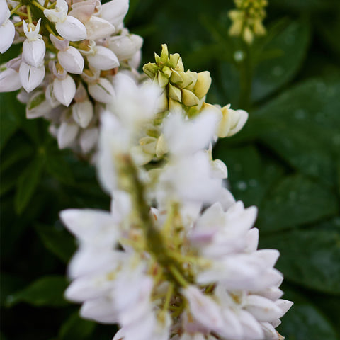 White Lupin