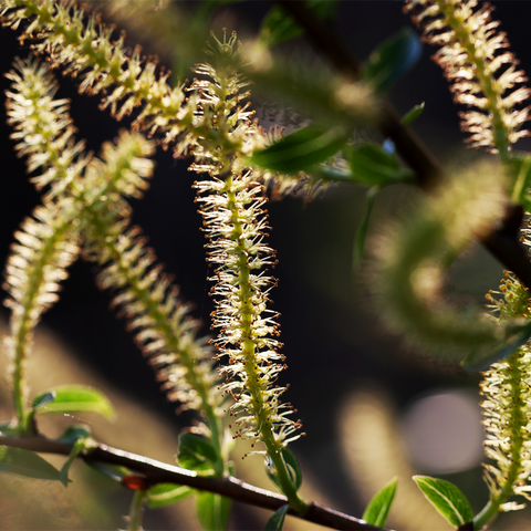 Willow Bark