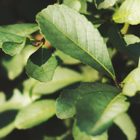 Yerba Mate