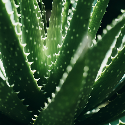 Aloe