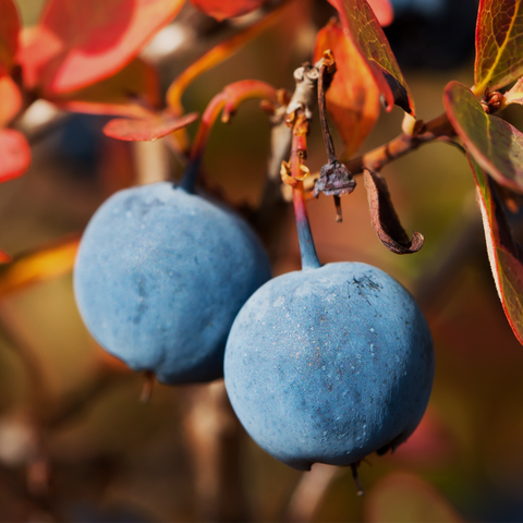 Bilberry Fruit