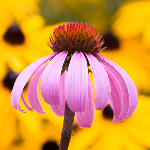 Echinacea