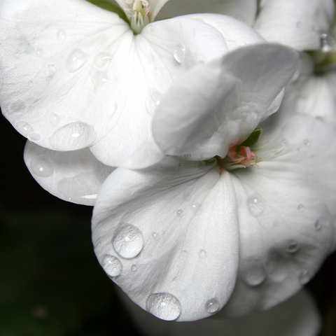 Geranium