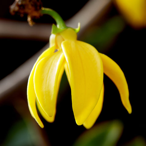 Ylang Ylang